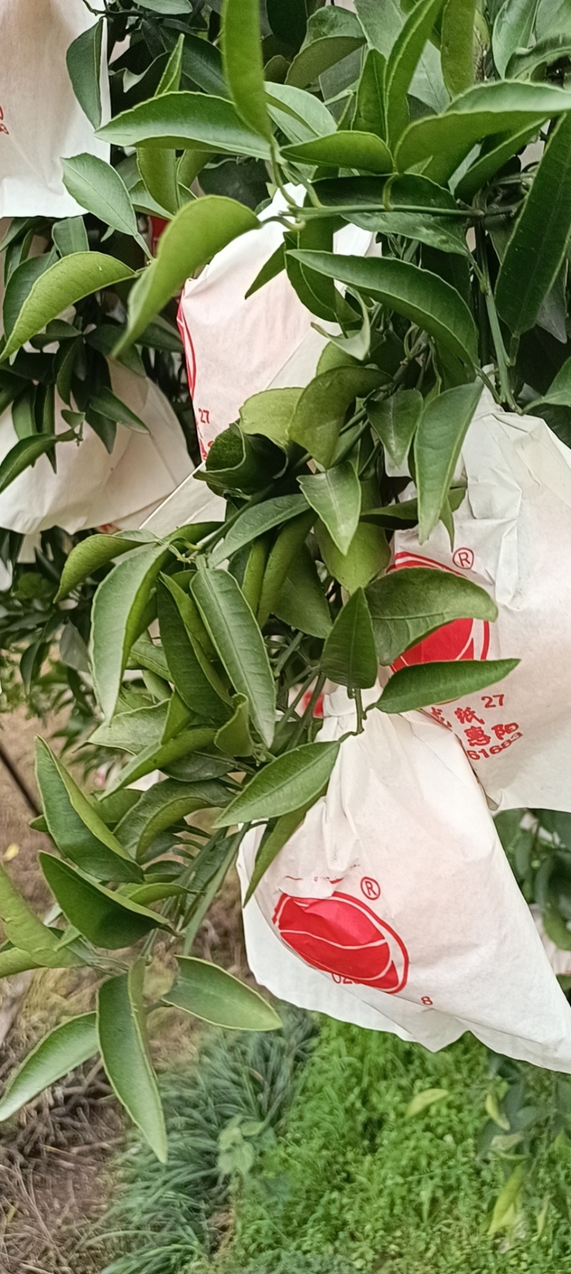爱媛38.红美人果冻橙。精品红心柚子，量大优惠