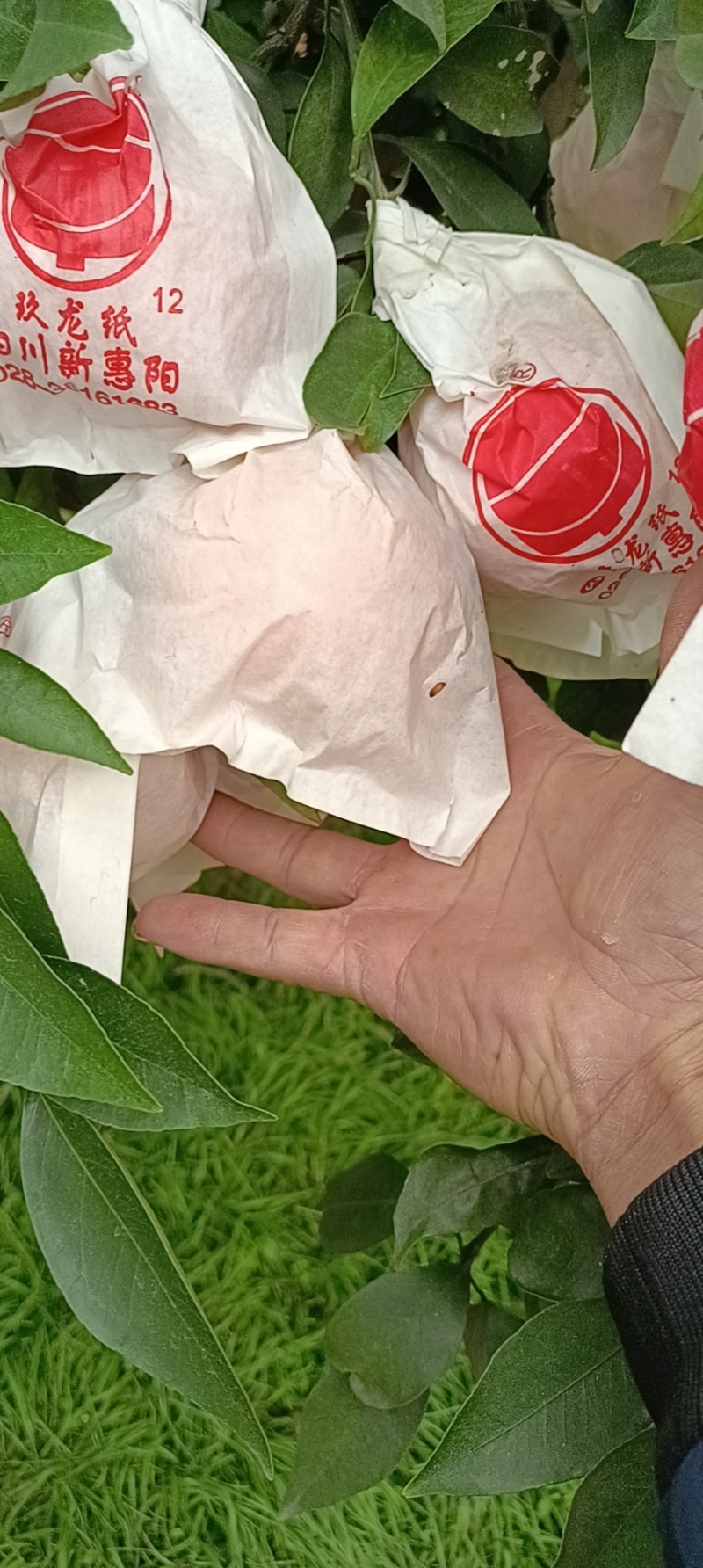 爱媛38.红美人果冻橙。精品红心柚子，量大优惠