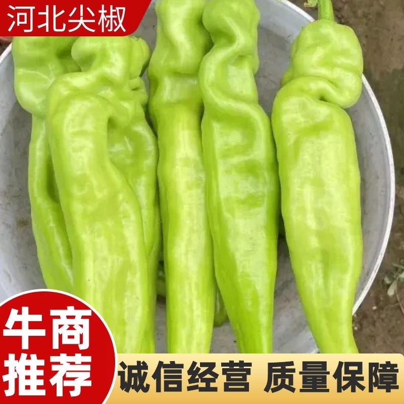 精品尖椒大量上市中，交通便利，货源充足，原产地发货，