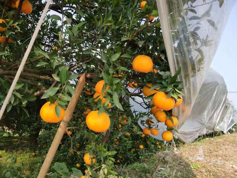 四川内江资中碰柑，一件代发量大从优，欢迎采购对接电商团购