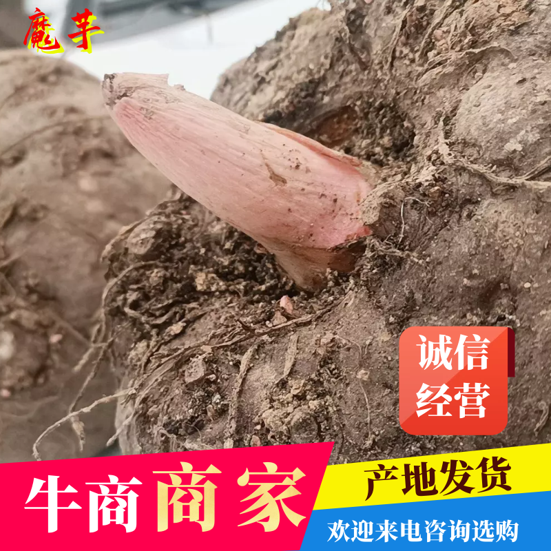 【牛商商家】魔芋贵州魔芋自产自销产地发货量大从优
