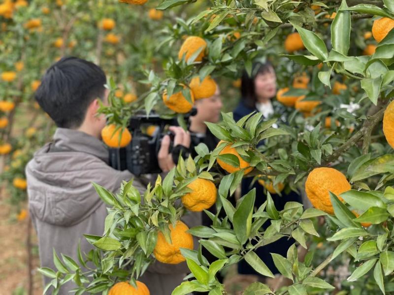 原产地陕西狮头柑果园实发包邮装批发团购一件代发