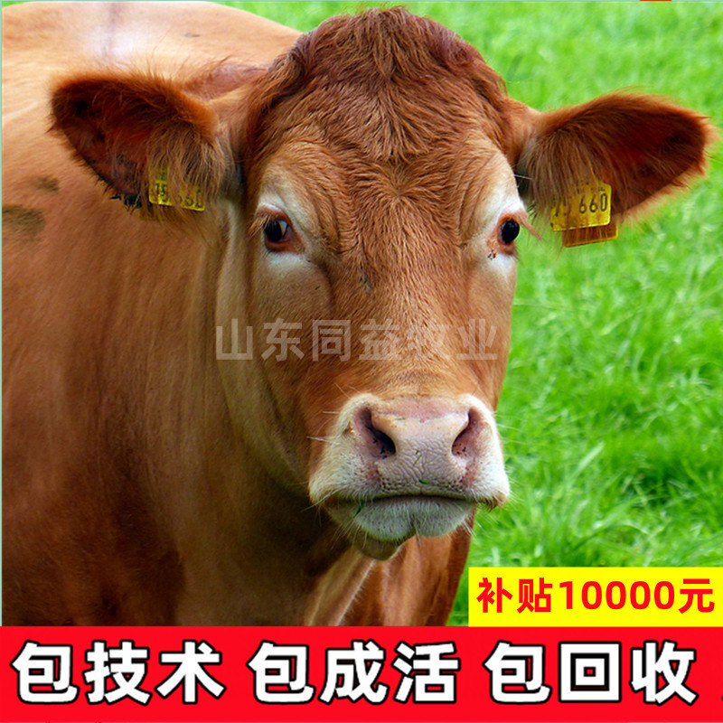 牛苗鲁西黄牛苗手续齐全厂家直供免费送货