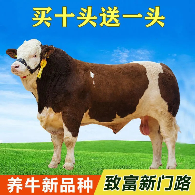 肉牛西门塔尔肉牛手续齐全厂家直供免费送货