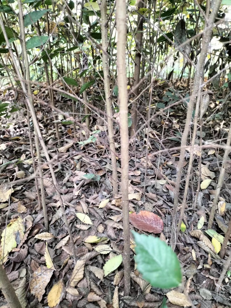 优质榉树苗营养杯苗易成活质量保障诚信为本欢迎来电