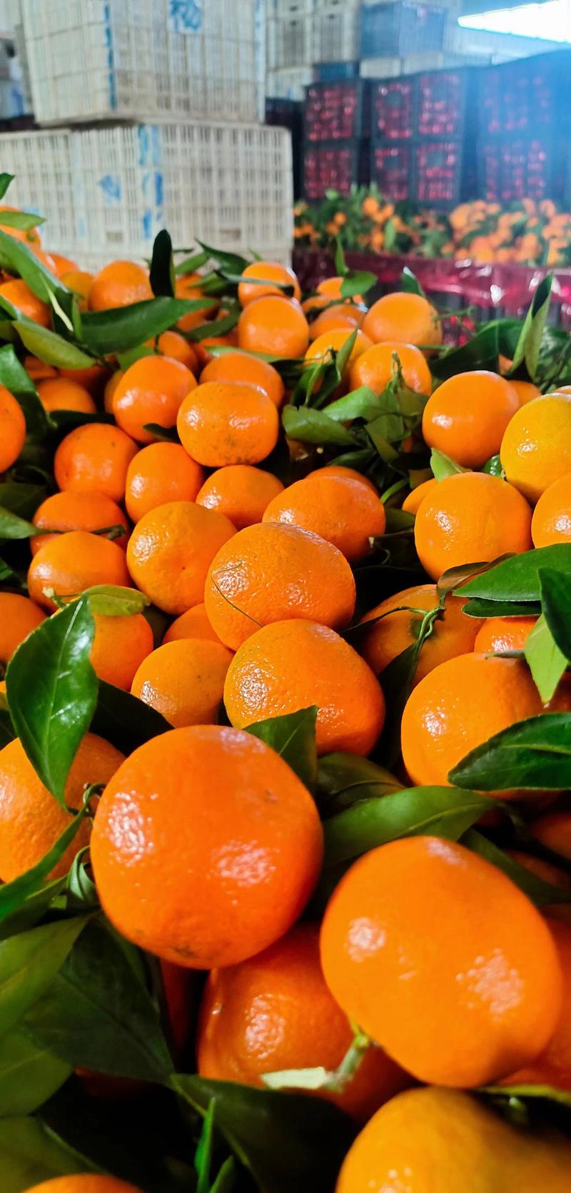 【实力】精品广西砂糖橘产地一手货源现摘现发欢迎咨询