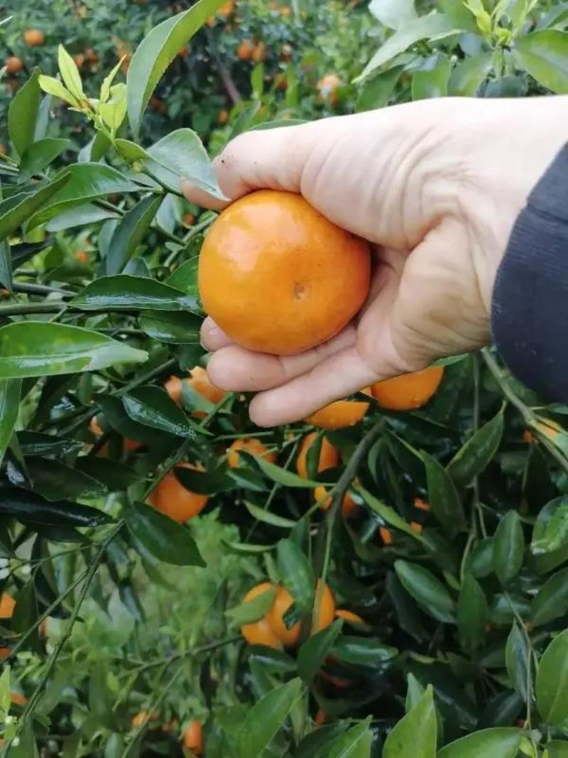 【实力】精品广西砂糖橘产地一手货源现摘现发欢迎咨询