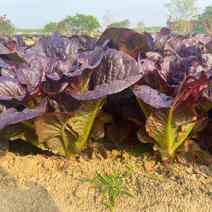 紫孔雀菜种子生菜种籽散装耐寒四季速生阳台盆栽沙拉菜