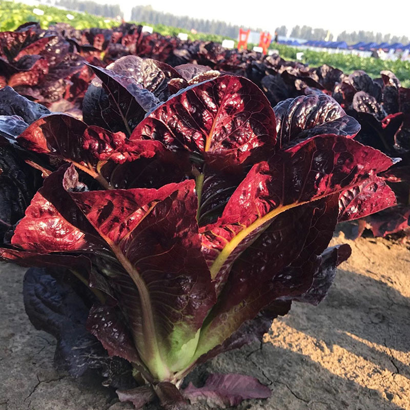 紫孔雀菜种子生菜种籽散装耐寒四季速生阳台盆栽沙拉菜