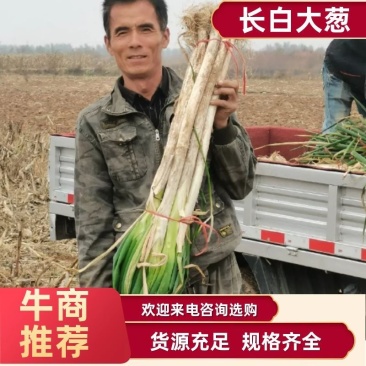 【推荐】陕西渭南一手大葱，长白大葱大量上市欢迎致电联系