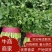 精品大叶香菜品质保证，价格便宜，可对接商超，欢迎致电咨询