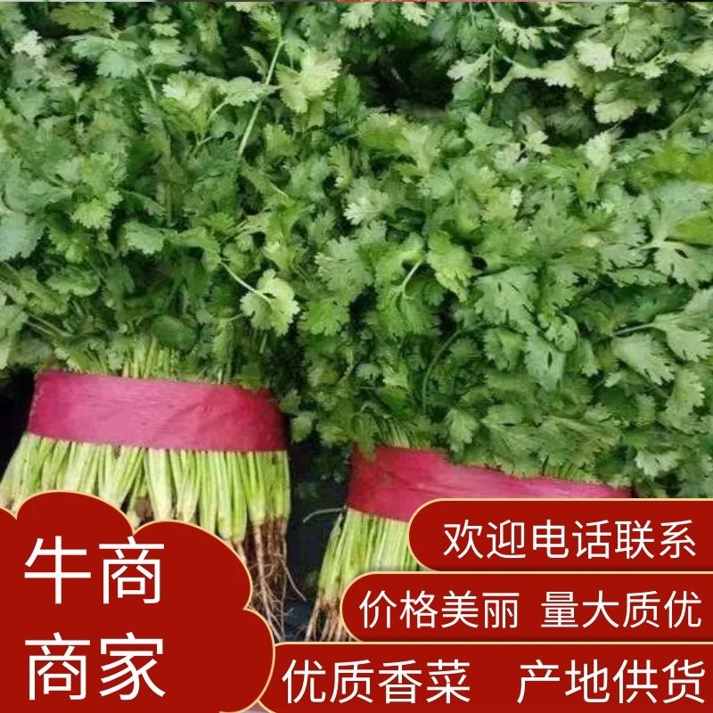精品大叶香菜品质保证，价格便宜，可对接商超，欢迎致电咨询