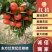 柑橘广西桂林市兴安县东方红世纪红柑桔皮张好口感好，化渣