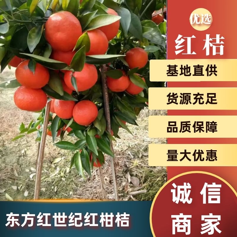 柑橘广西桂林市兴安县东方红世纪红柑桔皮张好口感好，化渣