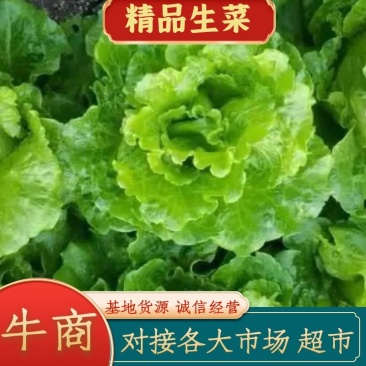 精品生菜保质保量诚信经营大棚种植量大从优