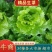 精品生菜保质保量诚信经营大棚种植量大从优