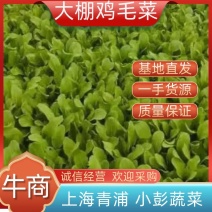 大棚鸡毛菜货量足品质好诚信经营欢迎咨询