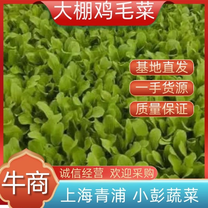 大棚鸡毛菜货量足品质好诚信经营欢迎咨询