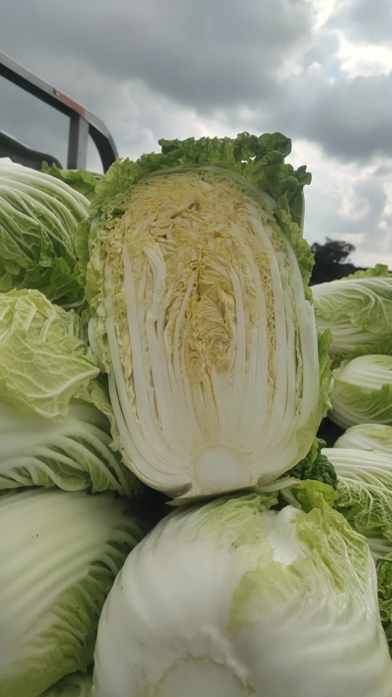 【优质】江苏东台市黄心小白菜，一手货源，产地直发，可视频看货