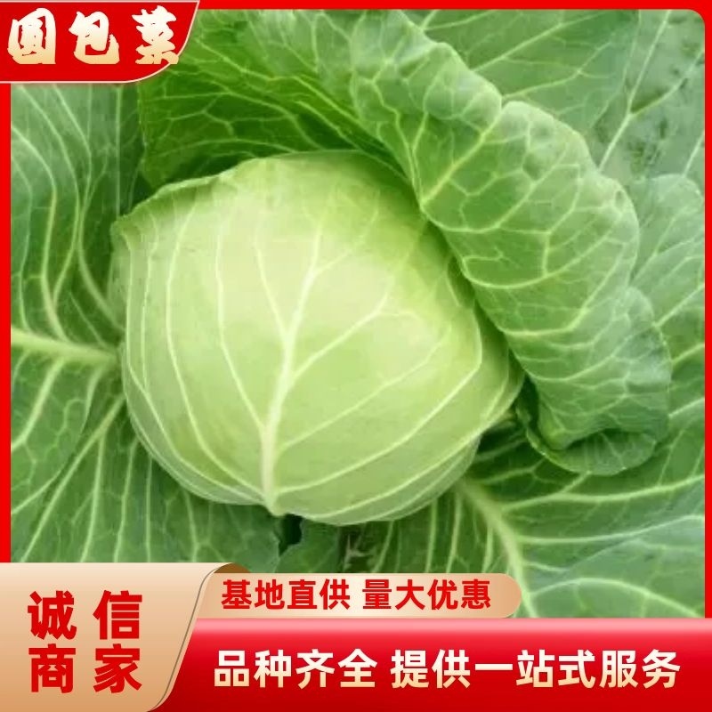 湖北嘉鱼潘家湾刘国林甘蓝圆包菜卷心菜大量供货，产地直发！