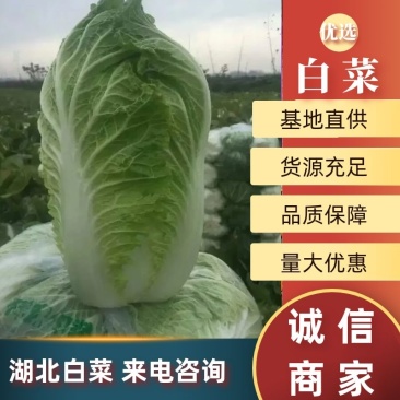 实力货源湖北发货黄心大白菜品质保障提供一站式服务电话联系