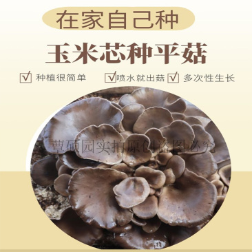 平菇菌种玉米芯种植专用菌种厂家直销快递包邮