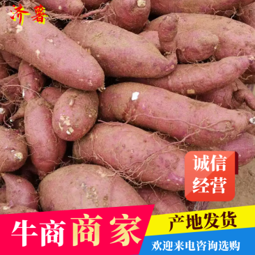 【一件代发】山东红薯济薯26产地发货量大从优《原产地