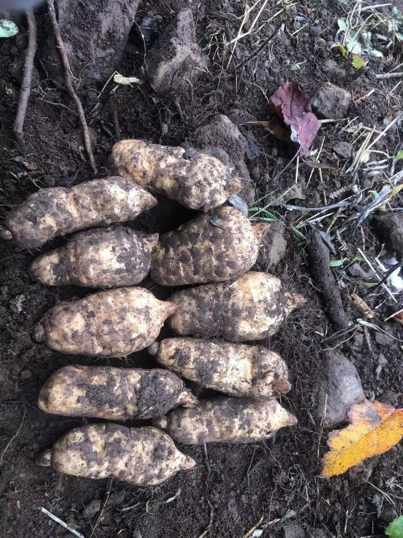 鲜天麻 云南小草坝天麻 昭通天麻 现挖现卖原生态 一手货源