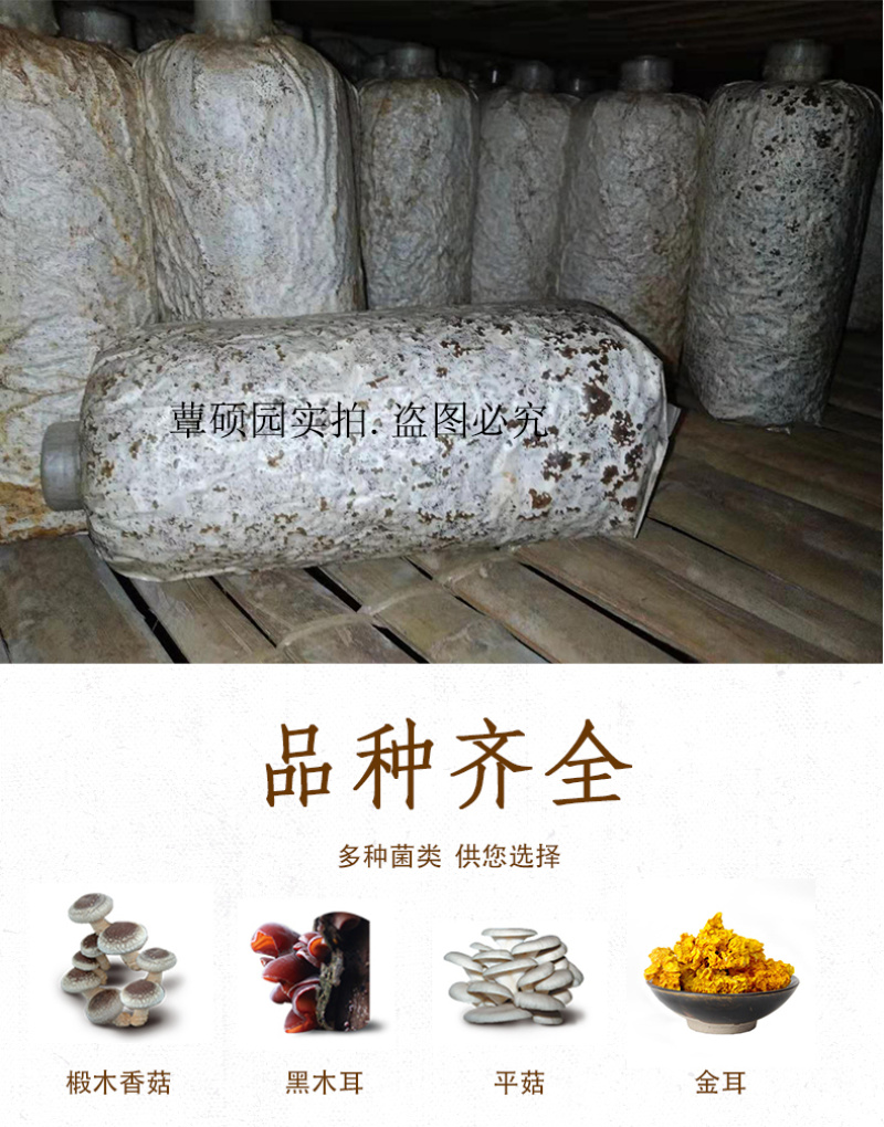 黑木耳菌种椴木黑木耳三级菌种非毛木耳菌种包邮