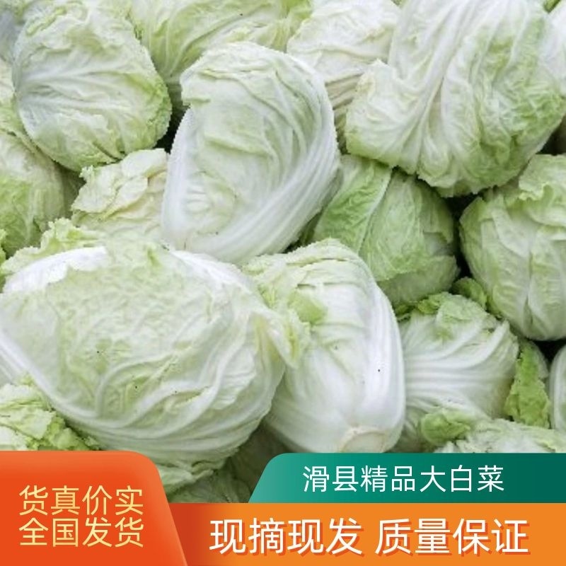 大白菜净菜4~6斤质量保证一条龙服务全国发货