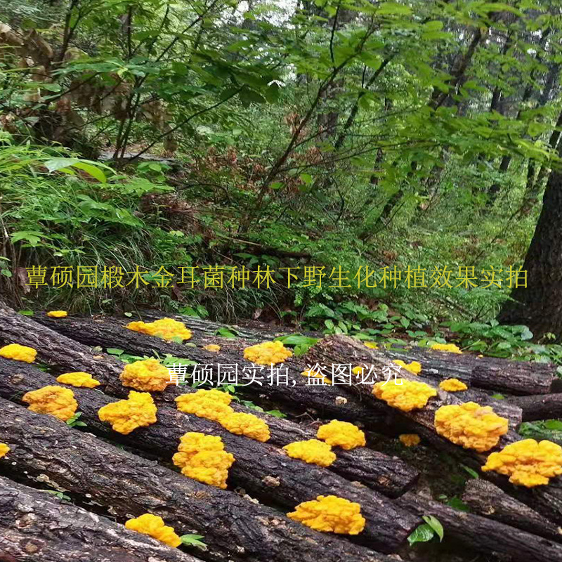 金耳椴木栽培菌种黄金木耳菌种三级菌种预定专拍