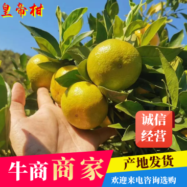 皇帝柑，产地直供，量大从优，欢迎客商来电咨询承接电商
