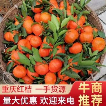 红桔大量上市，产地发货，质量保证，皮薄多汁，欢迎来电
