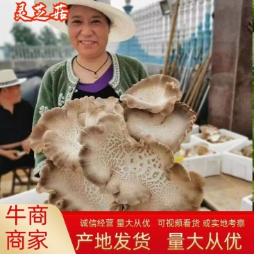 批发灵芝菇产地发货规格齐全只做高端货欢迎联系