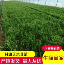 精品甘肃韭菜专业种植基地货好价优全国