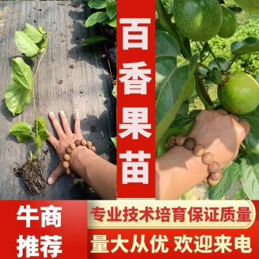 广西百香果苗钦蜜9号，专业技术培育的果苗质量保证