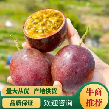 【台农】紫红百香果特大果批发零售直供商超电商奶茶店