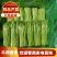 精品芦蒿，大量有货，品质保证，可视频看货欢迎订购