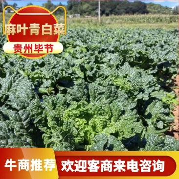 贵州秋绿60麻叶青白菜基地发货品质保证诚信经营欢迎联系
