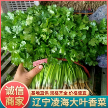 辽宁香菜锦州市大叶香菜，大量供应，挖根割根大量供应