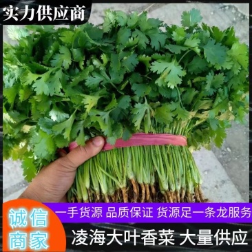 辽宁锦州精品大叶香菜，杆绿叶片黑亮，基地直供，价格便宜