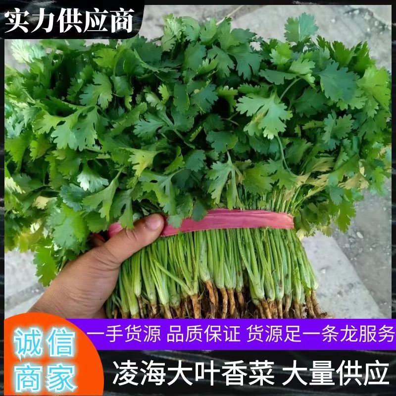 辽宁锦州精品大叶香菜，杆绿叶片黑亮，基地直供，价格便宜