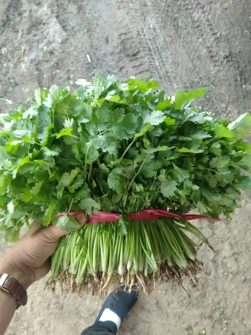 辽宁锦州精品大叶香菜，杆绿叶片黑亮，基地直供，价格便宜