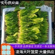 辽宁锦州大叶菠菜大量上市有专业打包工人，质量好价格优