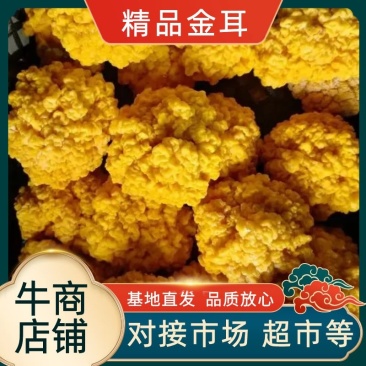 基地金耳菌量大从优长期供货欢迎全国老板前来考察洽