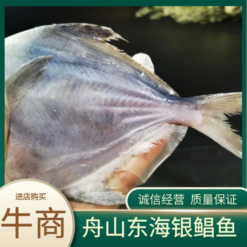 舟山东海银鲳鱼、大白鲳、真空包装不包冰，不含冰，纯净重。