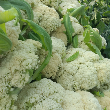 【热卖】有机80花菜，产地发货供，现货上市，欢迎来电咨询