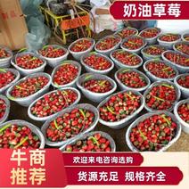 天仙醉奶油草莓产地发货品质保证亳州河南山东河北客商来电