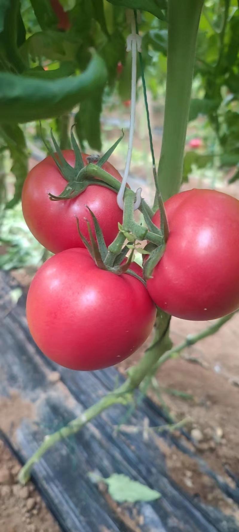 普罗旺斯西红柿水果番茄对接各级市场电商社区团购订单