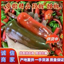 安徽鲜辣椒彩椒大量供货中一手货源电商超市社区团购